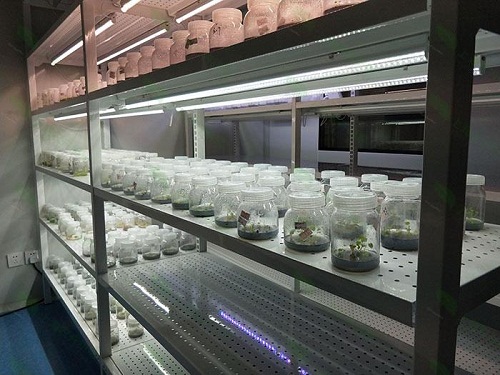 巴楚植物组织培养实验室设计建设方案